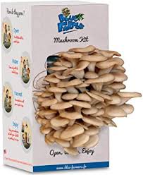 Store bought mushrooms can be fine for cats to eat in small amounts, but overall, it's best to if your cat eats a mushroom while snacking on food left out by a forgetful human, there's no need to worry. Amazon Com Mushroom Growing Kit Blue Farmers Blue Oyster Mushrooms Grows In 10 Days Top Christmas Gift Top Gardening Gift Original Gift Blue Oyster Mushrooms Garden Outdoor