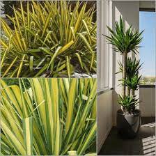 Les piments apprécient les expositions chaudes, bien ensoleillée ainsi que les sols riches et drainés. Fleurir Son Balcon En Hiver 15 Plantes Qui Amenent La Vie Mesdepanneurs Fr