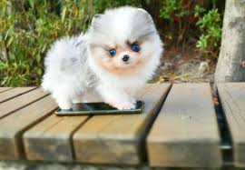 Teacup teddy bear puppies for sale in indiana, in Teacup Pomeranians Should You Really Get One K9 Web