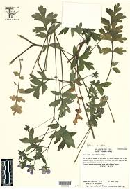 Image result for Hydrophyllaceae