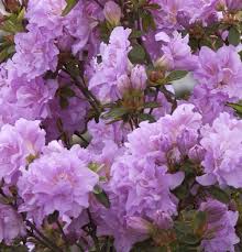 By now you already know that. Japanische Azalee Elsie Lee Rhododendron Obtusum Azalee Elsie Lee