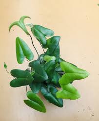 Nome Comum Hemionitis Arifolia Ou Folha De Arum Nativa Das Florestas Tropicais Do Sudeste Da Asia Essa Samambaia Em Formato De Coracao Com Folhagem Verde Esc Med Bilder