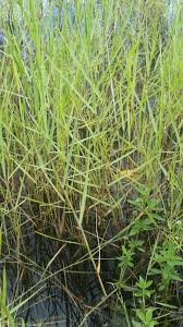 Image result for Panicum repens