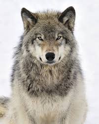 Photo about wolf howling at the moon in the midnight. Timber Wolf Photographs Pixels