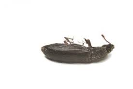 Powderpost beetles are the most common hardwood flooring beetle. Powderpost Beetles In Hardwood Floors Colonial Pest Control