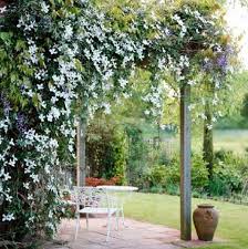 There are always several meanings of each word in urdu, the correct meaning of clematis in urdu is بیل کی ایک قسم, and in roman we write it bail ki aik qisam. Clematis Sa Disenyo Ng Landscape Mga Tampok Uri Larawan