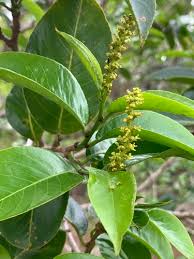 Image result for Shirakiopsis