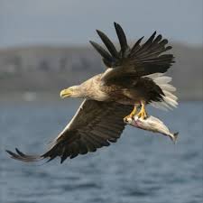 Birds Of Prey Digital Release Date Uk The Return Of These Spectacular Birds To England Is A Real Landmark For Conservation Said One Expert