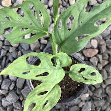 Easy to grow and maintain, with or without a green thumb. Monstera Adansonii Var Laniata Monstera Adansonii Monstera Friedrichsthalii Monstera Plant Plant Lust