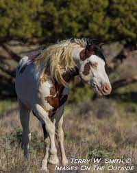 Shaman A Medicine Hat Mustang Stallion In The South Steens Or Wild Horses Mustang Stallion Beautiful Horses