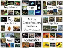 Animal Classification Posters And Games Free Printables Animal Classification Animal Classification Worksheet Animal Classification Activity