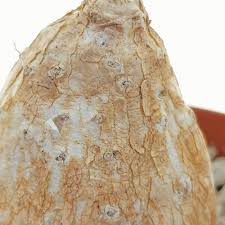 Image result for Cyphia erecta