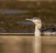 Red-throated Diver (Gavia stellata) Northeastern Italy ...
