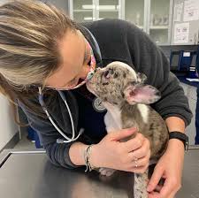 Adjunctive therapy for refractory or complex partial seizures for dogs and cats and in many species for the treatment of chronic pain. Pet Express Animal Hospital