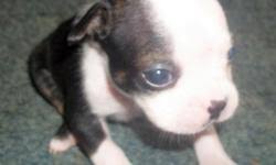 Akc boston terrier puppies has 24,113 members. Boston Terrier Puppies Price 300 00 For Sale In Lubbock Texas Your City Ads
