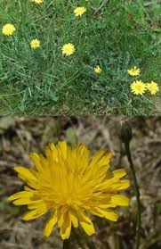 Každý den jsou přidávány tisíce nových kvalitních obrázků. Hypochaeris Radicata Hairy Cat S Ear False Dandelion Yellow Aster With Blooms At The End Of Smooth Stem Rising From F Medicinal Plants Wild Flowers Plants