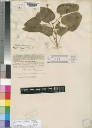 Image result for Pentarrhinum