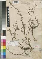 Image result for Spermacoce subvulgata