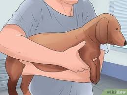 Maybe you would like to learn more about one of these? How To Give Your Dog Eye Drops 14 Steps With Pictures Wikihow