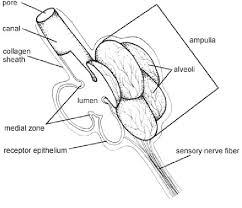 Passionately tailoring high quality shirts since 1920. Schematic Representation Of A Single Ampulla Of Lorenzini Of A Download Scientific Diagram