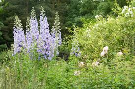 Natürlich auch alle fetthennen arten. Staudengarten Anlegen Das Sollten Sie Beachten