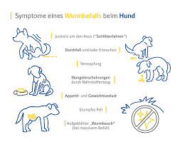 Durch die konstant zunehmende menge ist das. Wurmer Beim Hund Verbreitung Gefahren Symptome