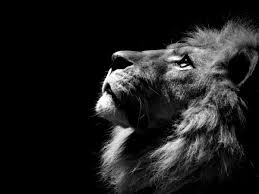 90 Idees De Photographie Noir Et Blanc Qui Peut Decorer Vos Murs Archzine Fr Photographie Noir Et Blanc Lion Noir Et Blanc Lion Noir