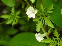 Image result for Ipomoea coptica