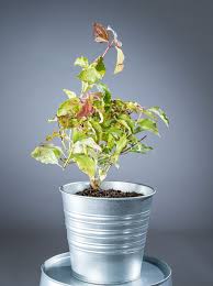 We did not find results for: Feuer Hartriegel Midwinter Fire Cornus Sanguinea Midwinter Fire Gunstig Online Kaufen