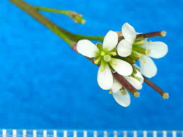 Image result for Cardamine obliqua