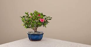 Our unique juniper bonsai is more than just a tree—it's a creative project for dad. Blooming Azalea Bonsai 8 Inches