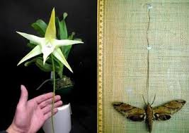 Immatures, with few exceptions, eat plants, and therefore may be considered harmful to the plants. Coevolution And Pollination Wnps Blog Botanical Rambles