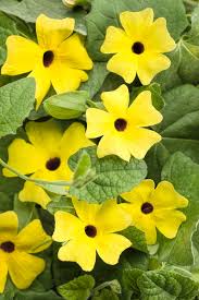 Image result for Thunbergia alata