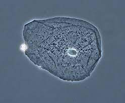 But in animals, there is a cell membrane n. Section 5 Cells View As Single Page