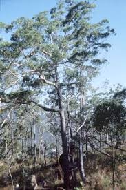 Image result for Eucalyptus cloeziana