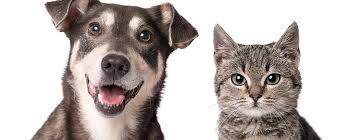 Como perros y gatos - City Life