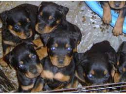 We are a rottweiler breeder directory that shares rottweiler news, stories, and pictures. Rottweiler Puppies In Kentucky