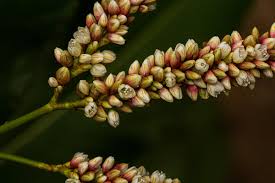 Image result for Persicaria senegalensis