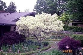 Photo 40833 Chionanthus Virginicus Fringe Tree Plants Prairie Garden
