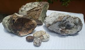 Según los expertos, puede encontrarse en cerca del 5% de los cachalotes, capaces de generar este material. Como Identificar El Ambar Gris El Color El Olor Las Pruebas De Ambar Gris