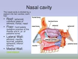 The nasal sinuses connect to the nasal cavities via small ducts. Lec 4 Nose Pt Rc