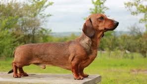 dachshund ivdd body condition
