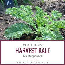 How To Easily Harvest Kale For Beginners Harvesting Kale Vegetable Garden For Beginners Gardening For Beginners