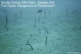 Scuba Diving With Eels Garden Eel Fun Facts Dangerous Or Poisonous Scuba Diving Scuba Diving