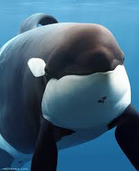 Check out our keiko orca selection for the very best in unique or custom, handmade pieces from our fish & aquatic shops. Keiko Posts Facebook