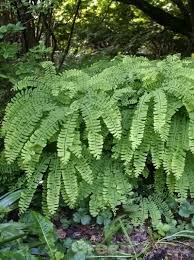 Adiantum Pedatum Pfauenrad Farn Hufeisen Farn Mit Bildern Farn Pflanzen Pfau