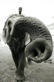 Did You Know That If You Gently Blow In An Elephant S Trunk It Will Remember You For The Rest Of Its Life Elephant Photography Elephant Indian Elephant