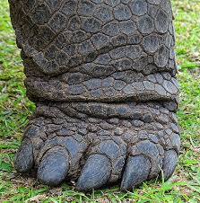 Image result for Sclerodactylon macrostachyum