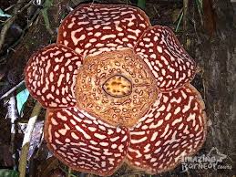 The chief judge of sabah and sarawak, formerly the chief justice of borneo, is the office and title of the head of the high court of sabah and sarawak. Education Programme Experience Sabah Full Board Amazing Borneo Tours