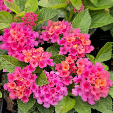 Image result for Lantana rugosa